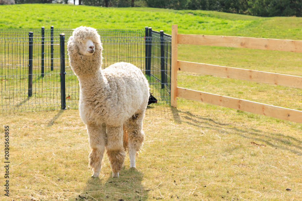 Naklejka premium Fluffy alpaca strolls through sunny pasture in a serene countryside setting