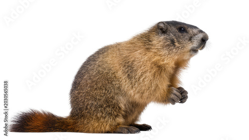 Bild auf Leinwand Fluffy brown groundhog standing on hind legs, isolated on transparent background