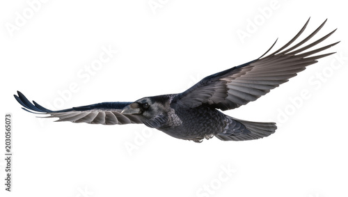 Black raven bird with spread wings flying, isolated on transparent background