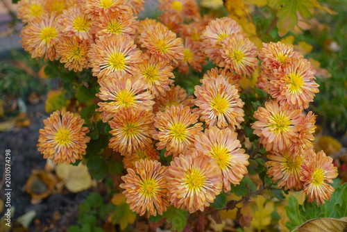 Obraz na plátně Gobs of orange flowers of spoon Chrysanthemums in October