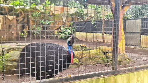Southern Cassowary Behind a Zoo Fence: The Lethal Prehistoric-Looking Flightless Bird