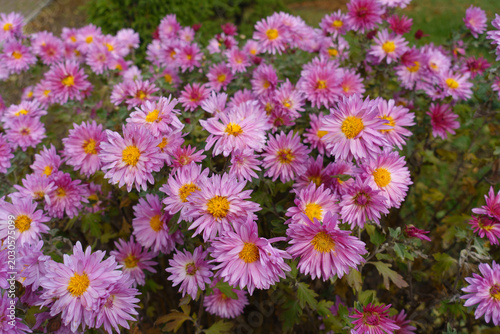 Plentitude of pink flowers of Chrysanthemums in November