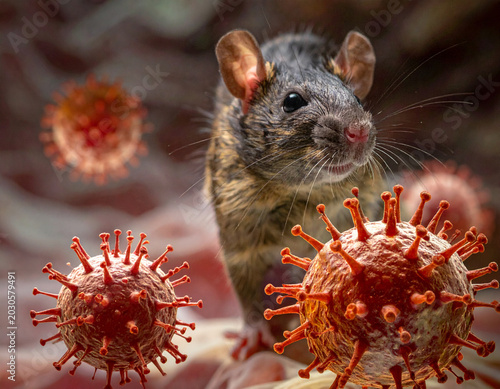 Hantavirus transmission concept with wild rodent mouse and virus pathogens background