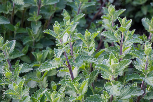 фотографія Various catnip plants grow in a garden under sunny weather, showing healthy leav