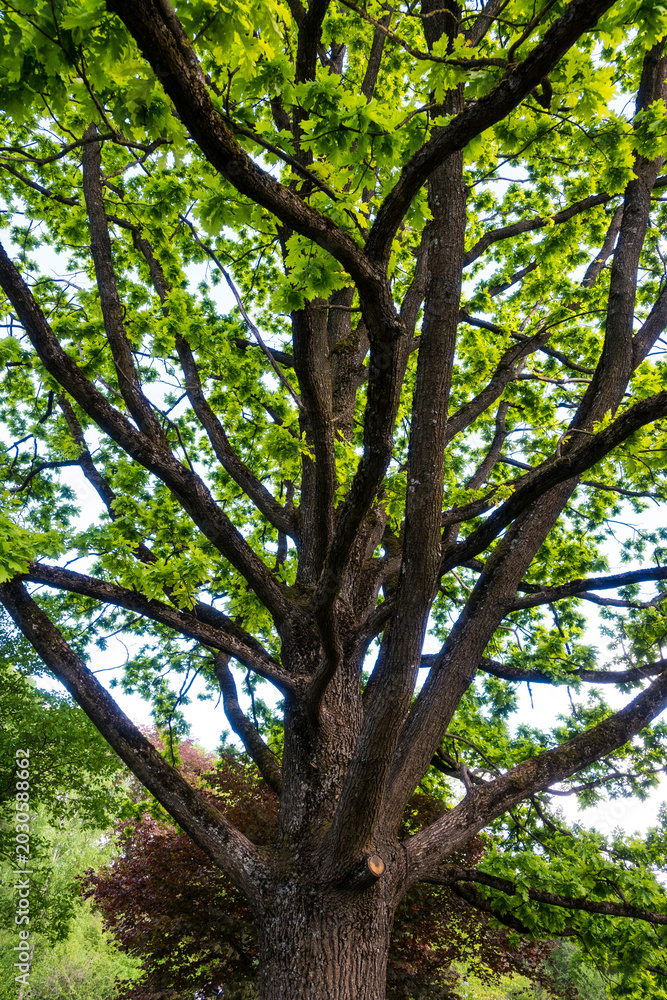 Fototapeta premium Large oak tree with sprawling branches covered in green leaves during sunny weather in a park setting