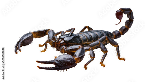 Photos Dark segmented scorpion with large pincers and curved tail, isolated on transpar