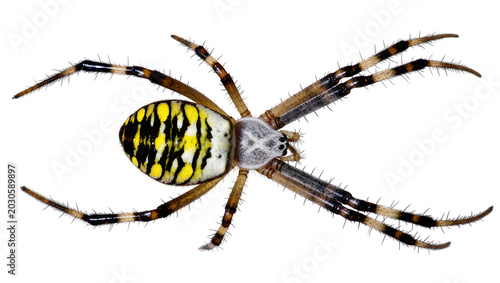 Canvas-taulu Yellow garden spider with black stripes, isolated on transparent background