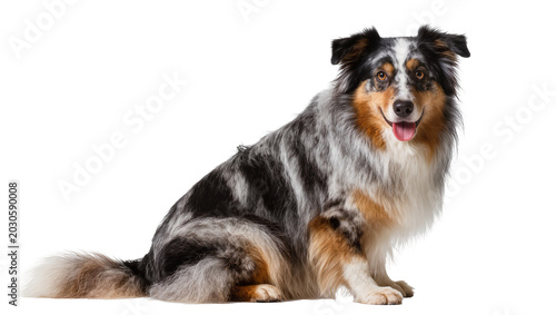 Fotografía Merle Australian Shepherd dog sitting, isolated on transparent background