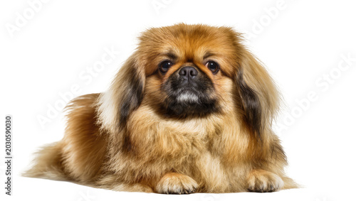 Photos Fluffy golden pekingese dog lying down, isolated on transparent background