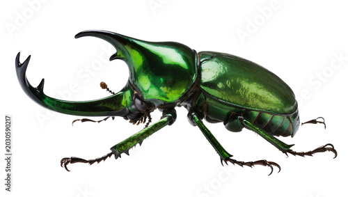 Fotografija Shiny metallic green rhinoceros beetle with large horns, isolated on transparent