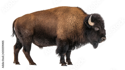 Fotografie Majestic American bison with thick brown fur horns, isolated on transparent back