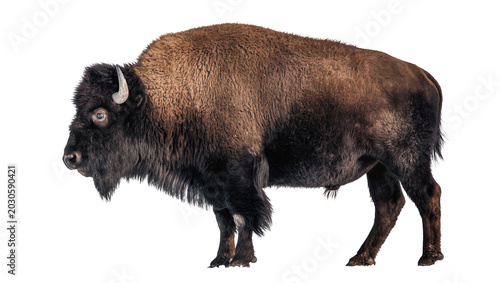 Foto Majestic American bison with shaggy brown fur, isolated on transparent backgroun