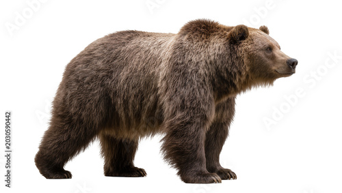 Photos Majestic brown grizzly bear standing, isolated on transparent background