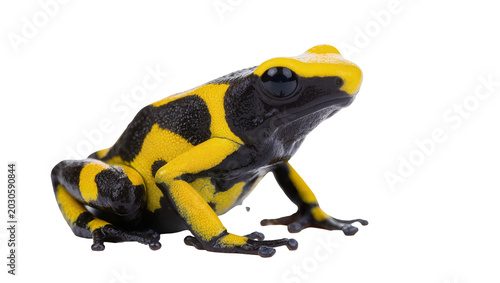 Konstfotografi Vibrant yellow and black poisonous dart frog, isolated on transparent background