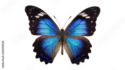 Tableau sur toile Vibrant blue morpho butterfly with black and white markings, isolated on transpa