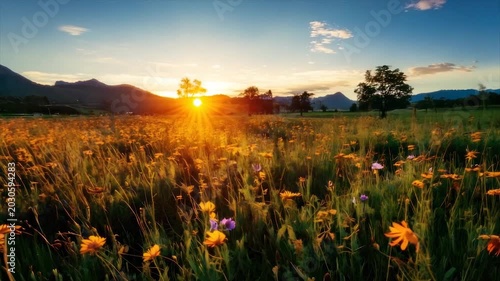 A field of wildflowers basks in golden sunlight at sunset. Mountains and trees in the background