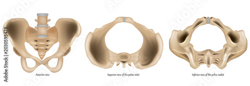 Foto Detailed medical illustration of the human pelvis showing multiple anatomical views of the bony pelvic structure, including anterior view, pelvic inlet, and pelvic outlet