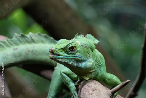 Foto A green basilisk lizard on a branch