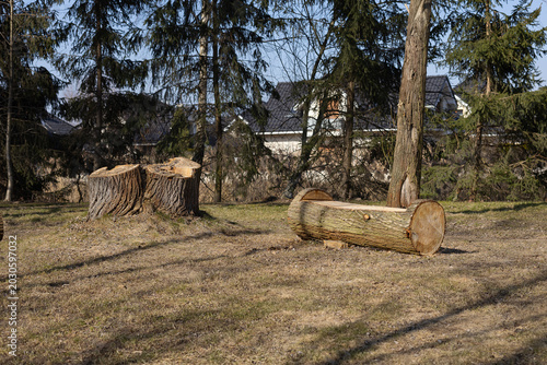 Tableau sur toile Cleverly crafted natural log bench sits on the grass near recycled tree stumps from a felling operation, showcasing sustainable wood repurposing