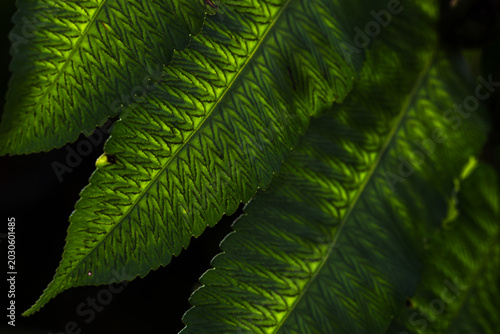 Принти на полотні Sunlit green fern leaves showing detailed veins and zigzag spores on the underside