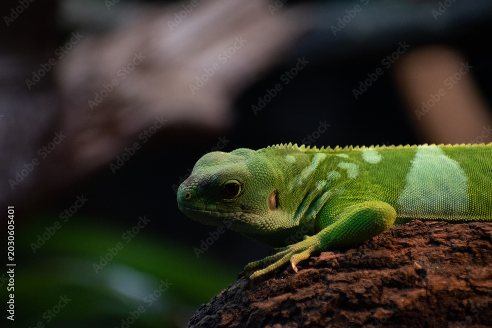 Fototapeta premium A Fifi banded iguana in an enclosure