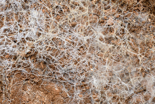 Detailed overhead view of a thick, white network of fungal mycelium spreading across dark brown soil.