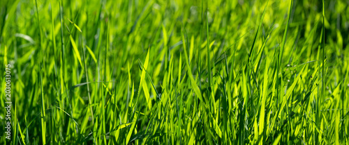 Fresh green grass in a pasture in the spring, before the first mowing. A monochrome nature scene featuring curved blades of grass bathed in spring sunlight in May, in a horse pasture in Germany. Wide-