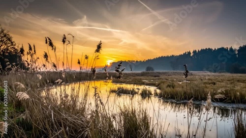 Golden sunrise over marshland with reeds, reflecting in the calm water