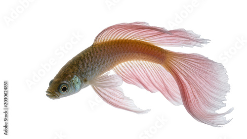 Photography Small betta fish with flowing pink fins, isolated on transparent background