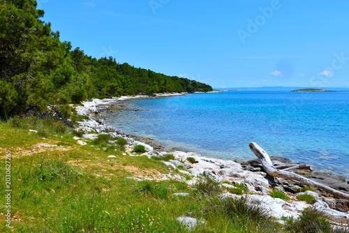Φωτογραφία Green meadow and a pine forest at the coast of the Adriatic sea in Istria, Croat