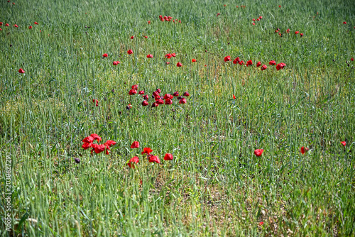 Red poppies growing in wheat fields. Wild red flowers blooming in a summer grain field.