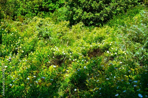 Obraz na płótnie White blooming narrow-leaved cistus (Cistus monspeliensis) shrubs