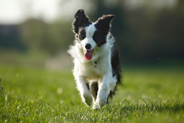 Germany, Baden Wuerttemberg, Border Collie dog running on grass