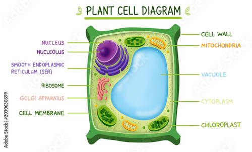 Photos Educational plant cell diagram showing internal organelles: cell wall, nucleus, chloroplast, vacuole, and mitochondria