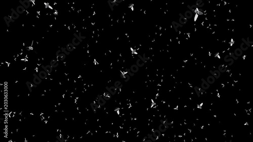 A thick cloud of buzzing flies. Animation of a dense swarm of flies. Realistic insects on a black background.