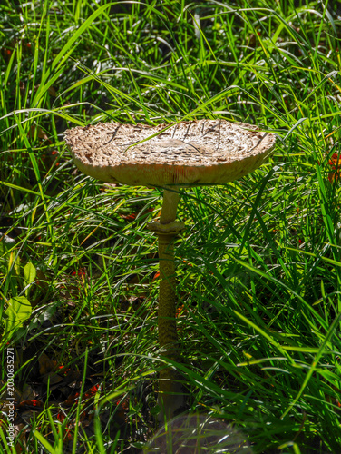 A parasol mushroom (Macrolepiota procera) in a meadow in Tremosine.