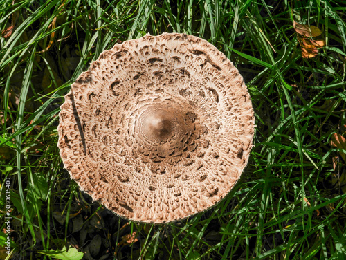A parasol mushroom (Macrolepiota procera) in a meadow in Tremosine.