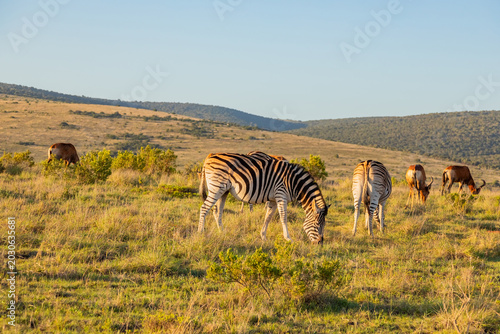 Foto Zebra in Addo Elephant Safari Park