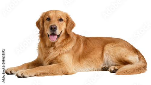 Photos Golden Retriever dog lying down panting happily, isolated on transparent backgro