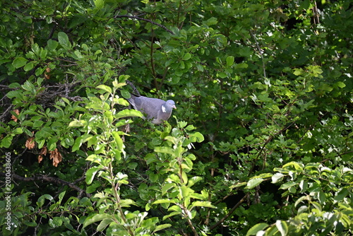 Wood Pigeon Sitting On Tree Branch In Nature