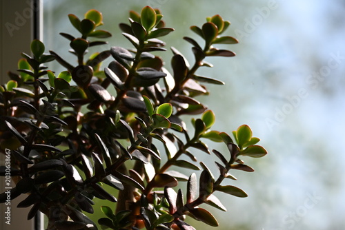 Crassula Ovata Jade Plant In Sunlight By Window
