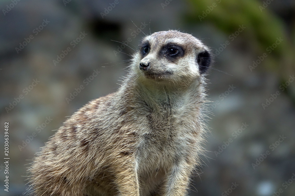 Fototapeta premium Erdmännchen