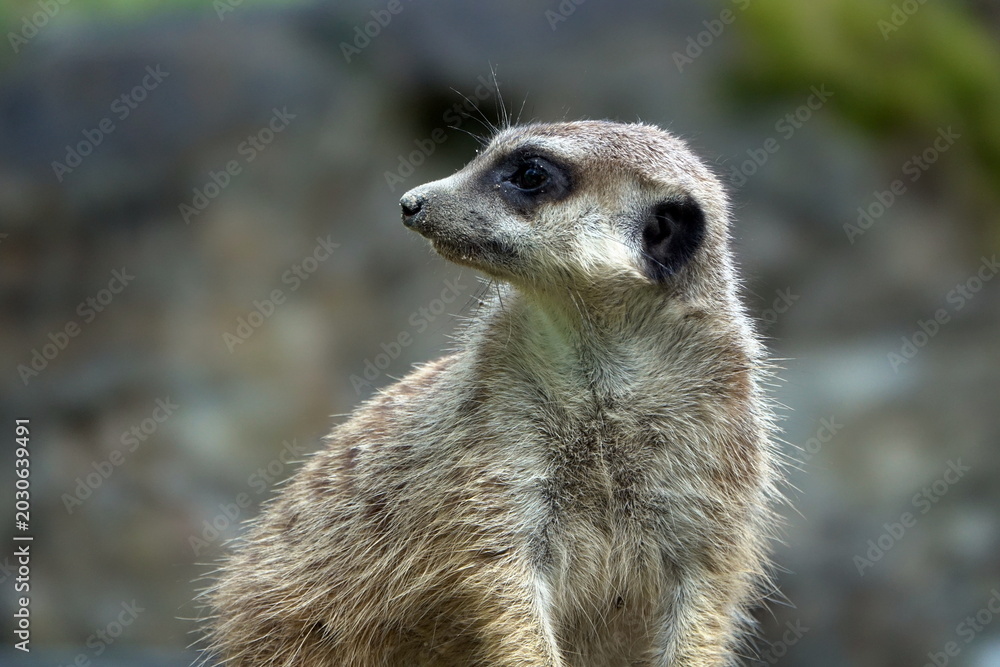 Fototapeta premium Erdmännchen