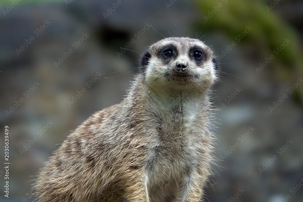 Fototapeta premium Erdmännchen