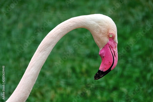 Plakat Flamingo