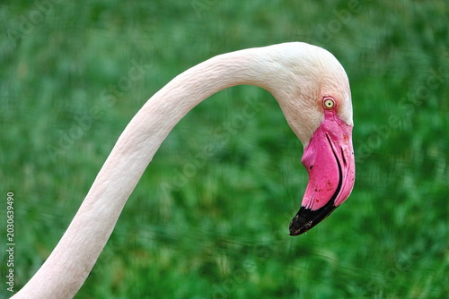 Plakat Flamingo