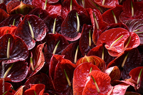 Red Anthurium Flowers Pattern Tropical Floral Background