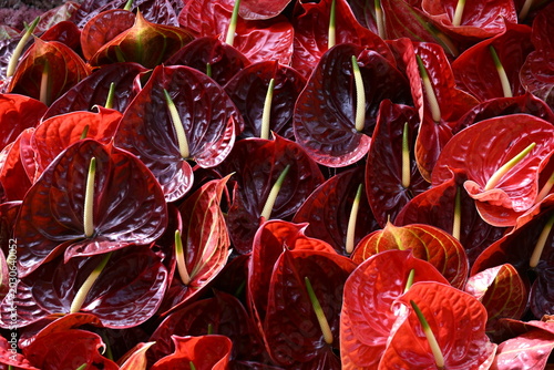 Red Anthurium Flowers Pattern Tropical Floral Background