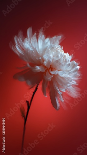 White Flower in Motion Blur Against Red Background Soft Focus Minimalist Composition