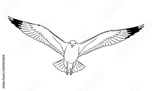 Photos Seagull Flying with Wings Spread Line Art Illustration